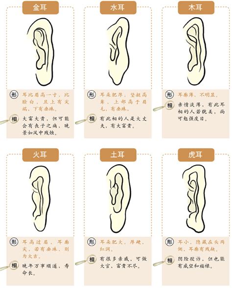 耳骨面相|十六种耳朵面相图文分析三六风水网